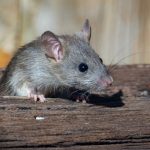 How a Specialized Mouse Exterminator Can Solve Your Rodent Problem Quickly