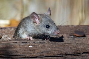 How a Specialized Mouse Exterminator Can Solve Your Rodent Problem Quickly