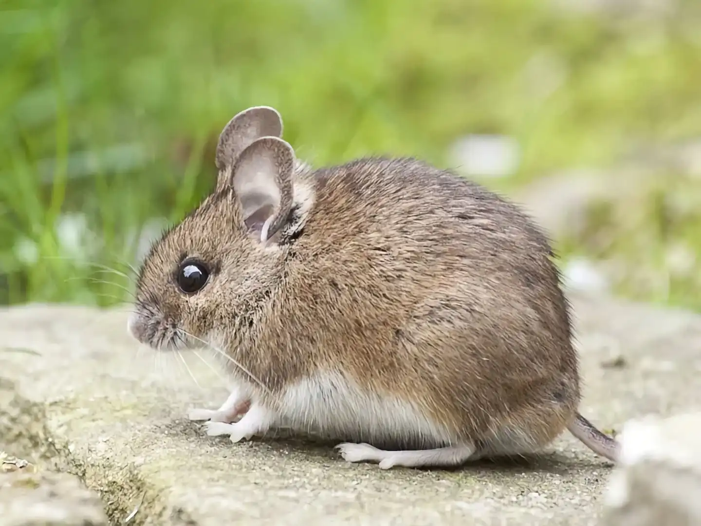 Traitement écologique: optez pour un exterminateur souris respectueux de l'environnement