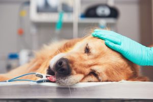 Injuries And Illnesses In Animals Need Emergency Veterinary Care Services